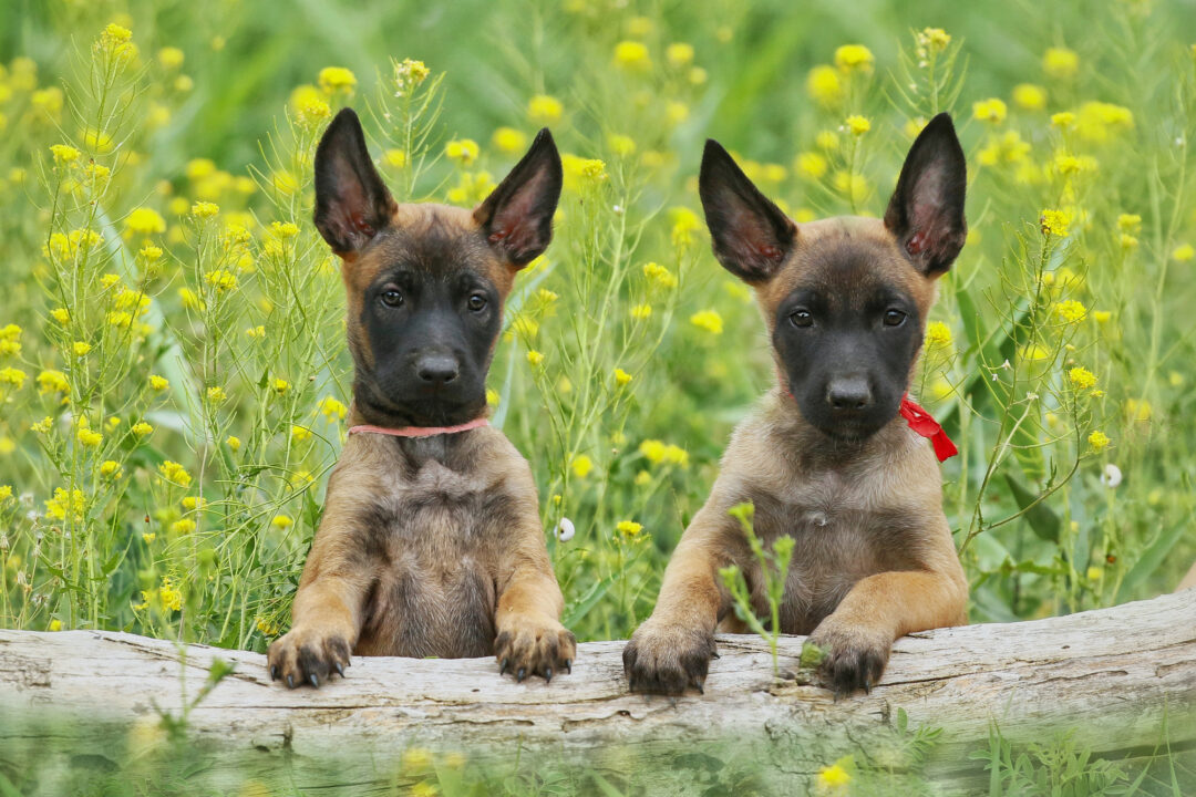 How Much Does a Belgian Malinois Cost? (2024 Price Guide)