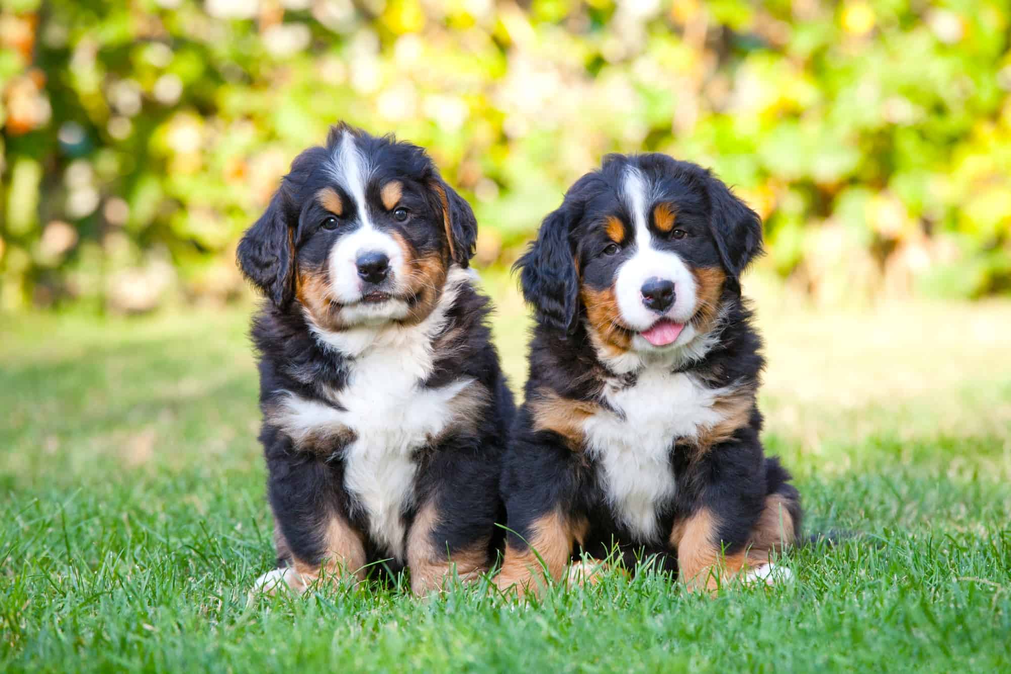 How Much Do Bernese Mountain Dogs Cost? (2024 Guide)