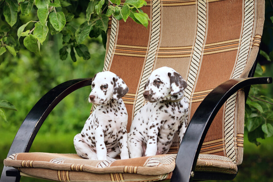 How Much Does a Dalmatian Cost? (2024 Price Guide)
