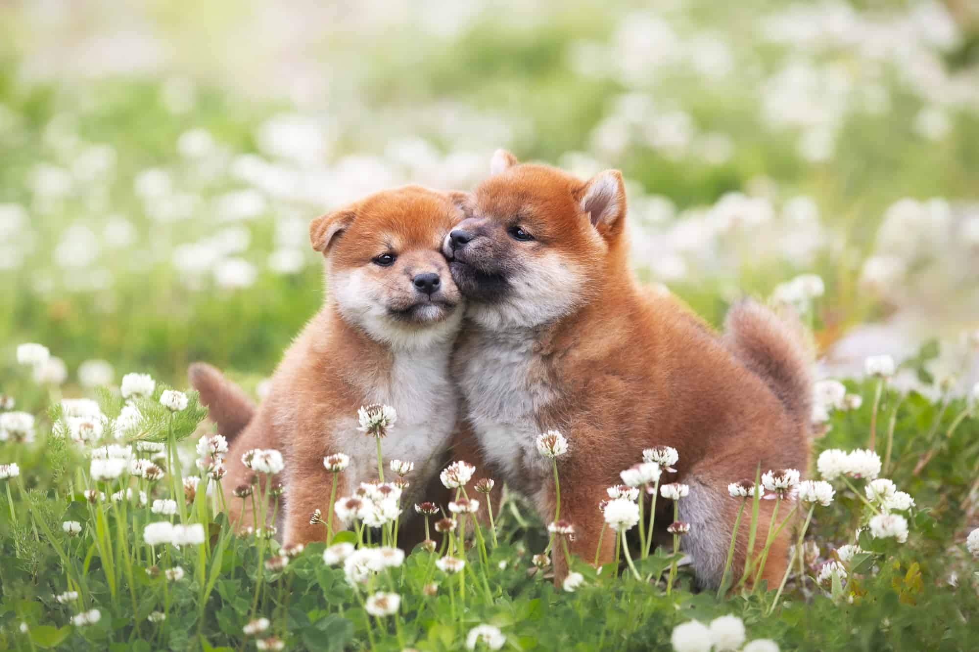 10 Best Shiba Inu Breeders (2024) Our Top 10 Picks!