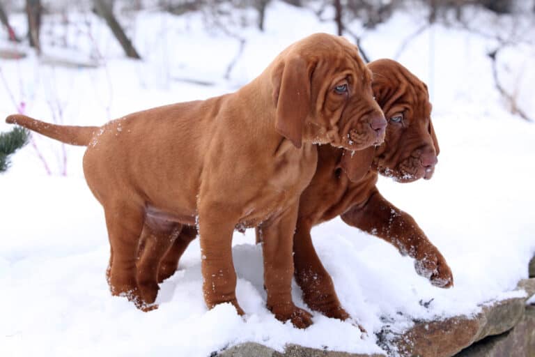 How Much Does a Vizsla Cost? (2024 Price Guide)