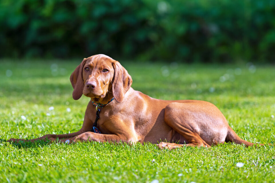 How Much Does a Vizsla Cost? (2024 Price Guide)