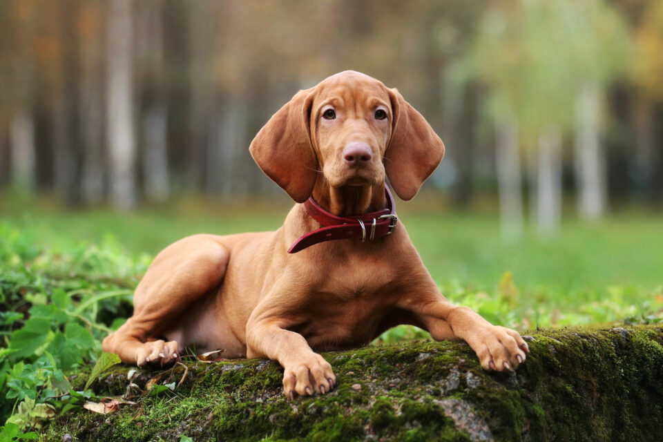 How Much Does a Vizsla Cost? (2024 Price Guide)
