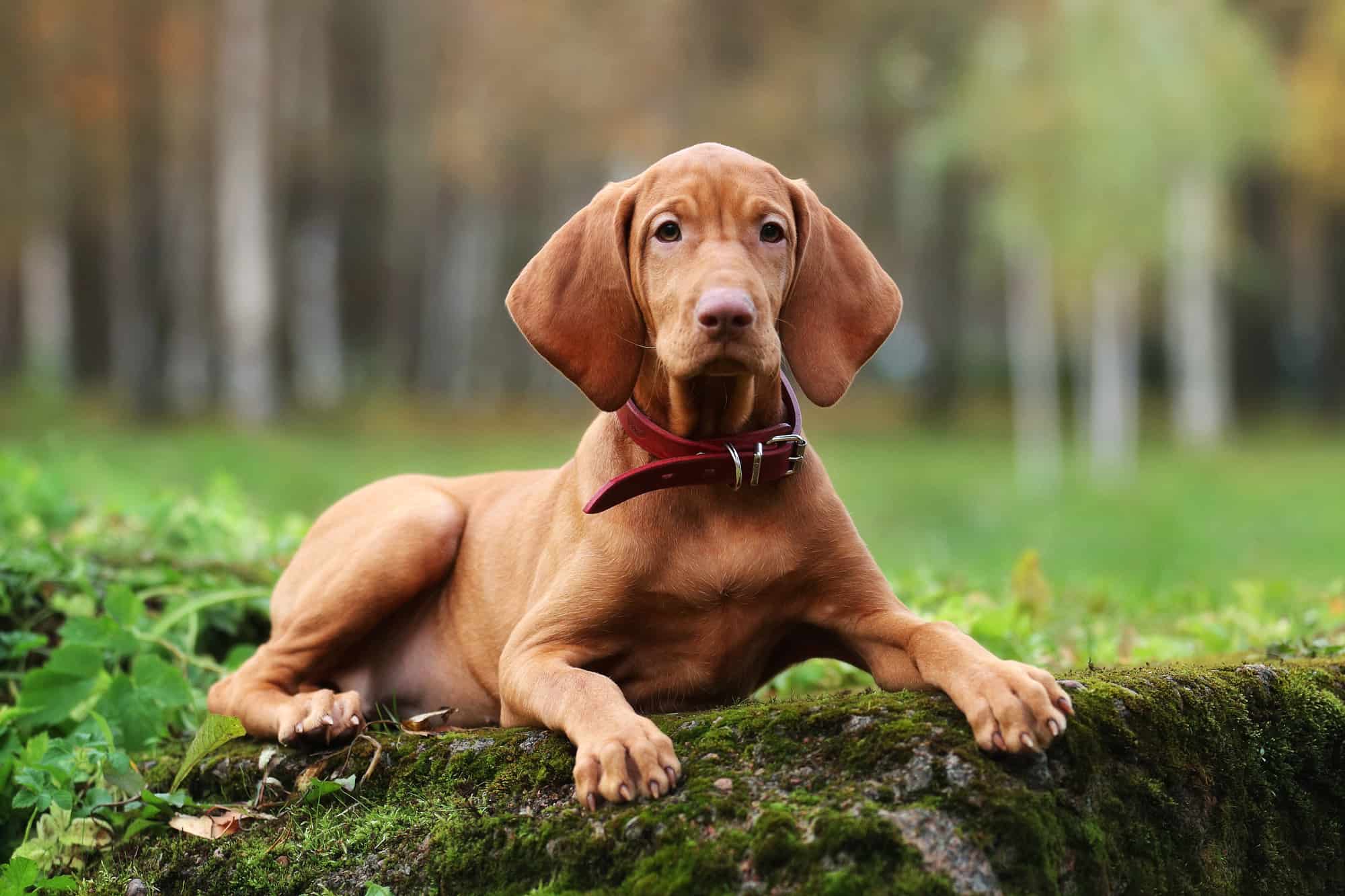 How Much Does a Vizsla Cost? (2024 Price Guide)