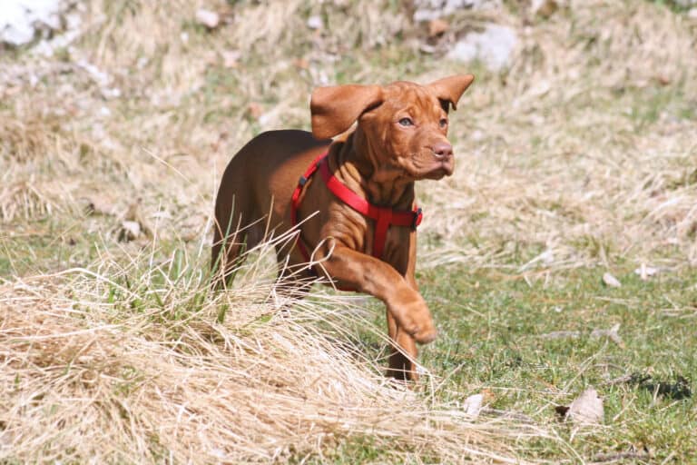 How Much Does a Vizsla Cost? (2024 Price Guide)