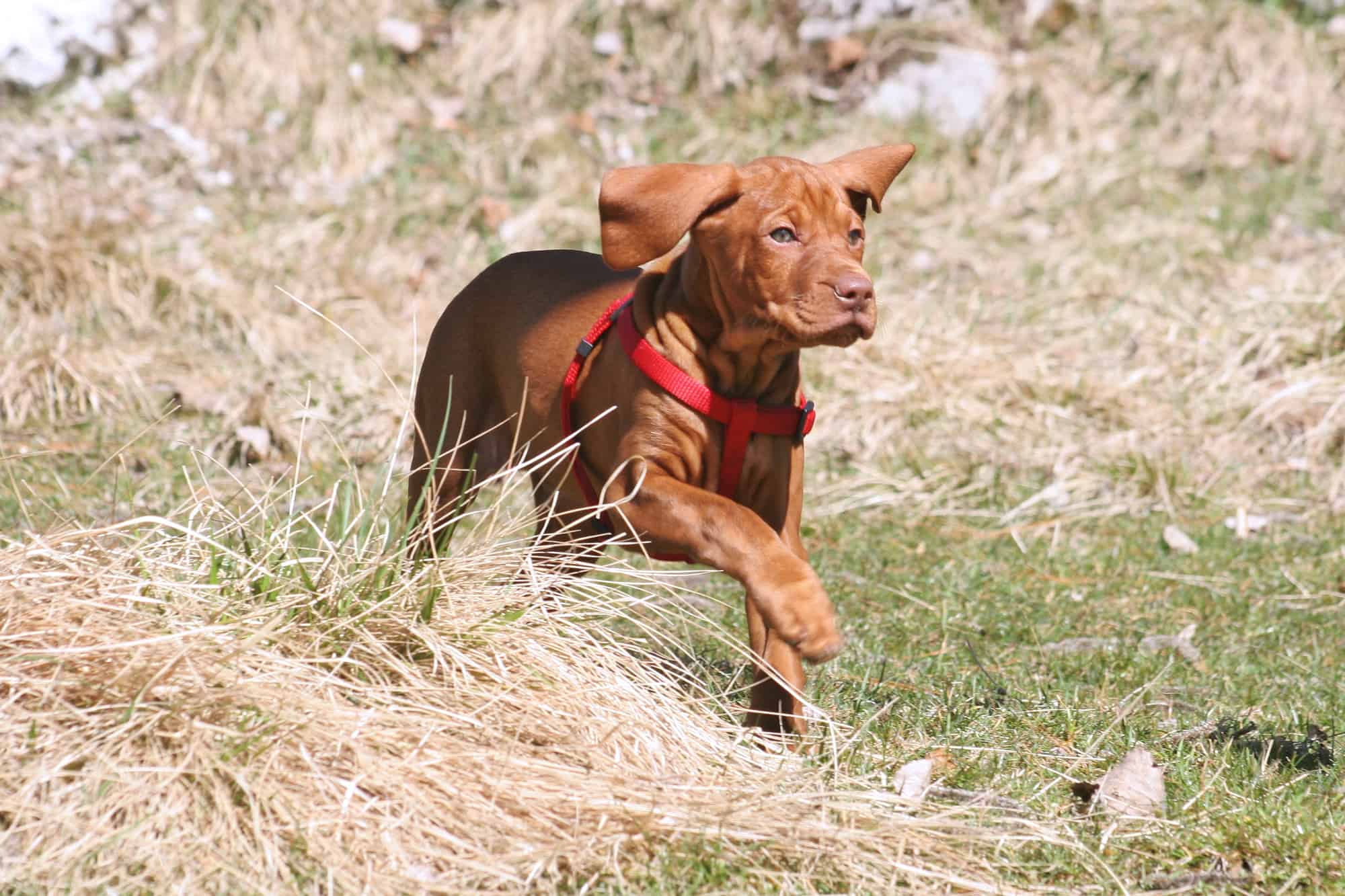 How Much Does a Vizsla Cost? (2024 Price Guide)