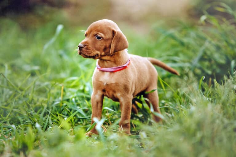 How Much Does a Vizsla Cost? (2024 Price Guide)