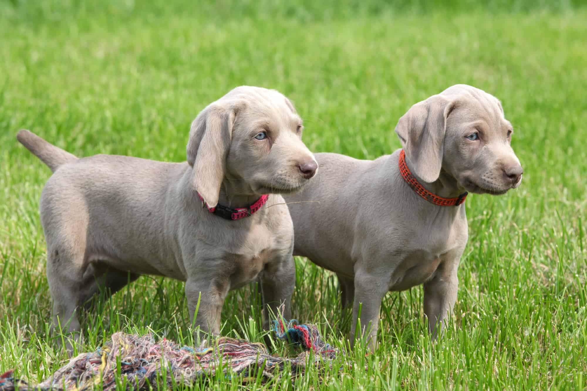 How Much Does a Weimaraner Cost? (2024 Price Guide)