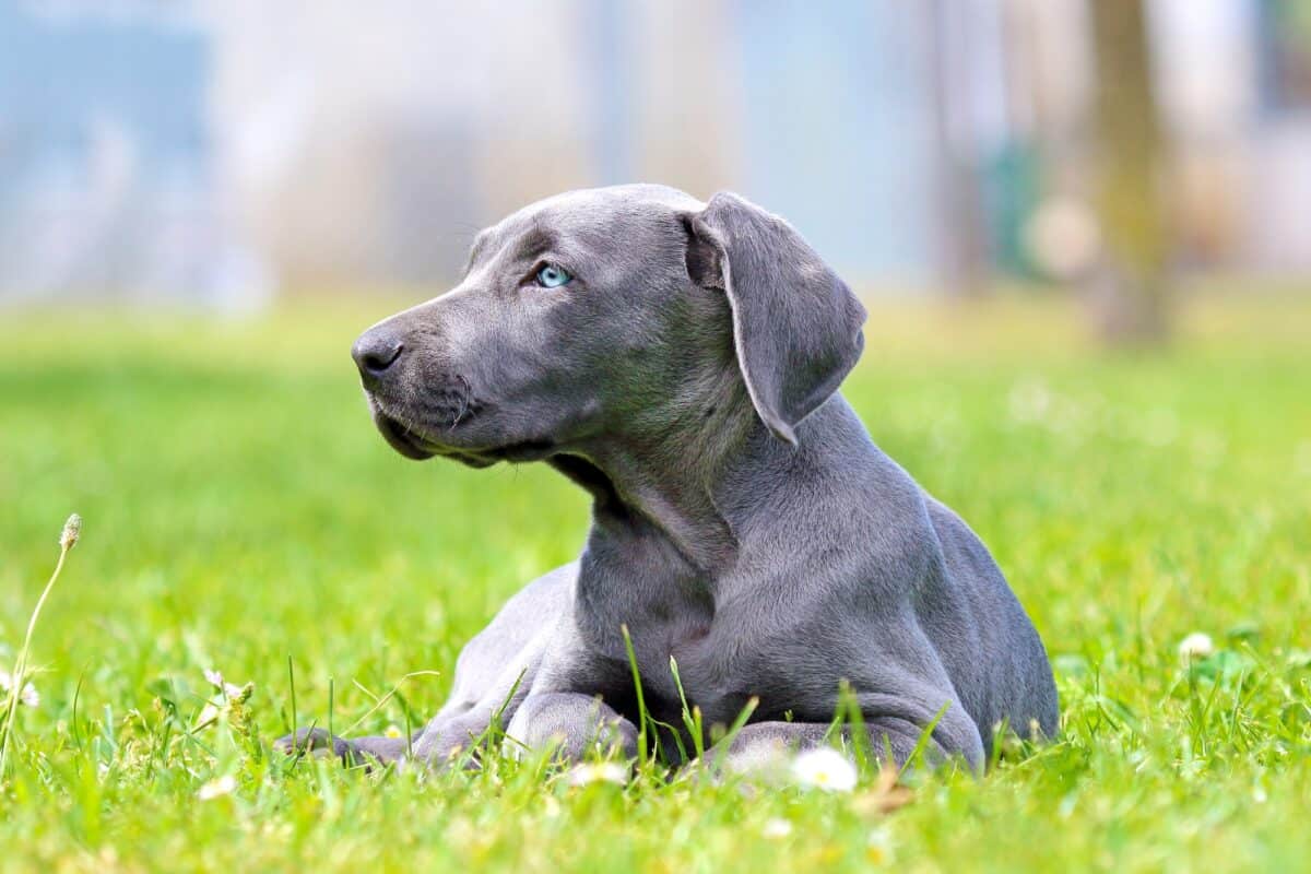 Weimaraner yearly and monthly costs