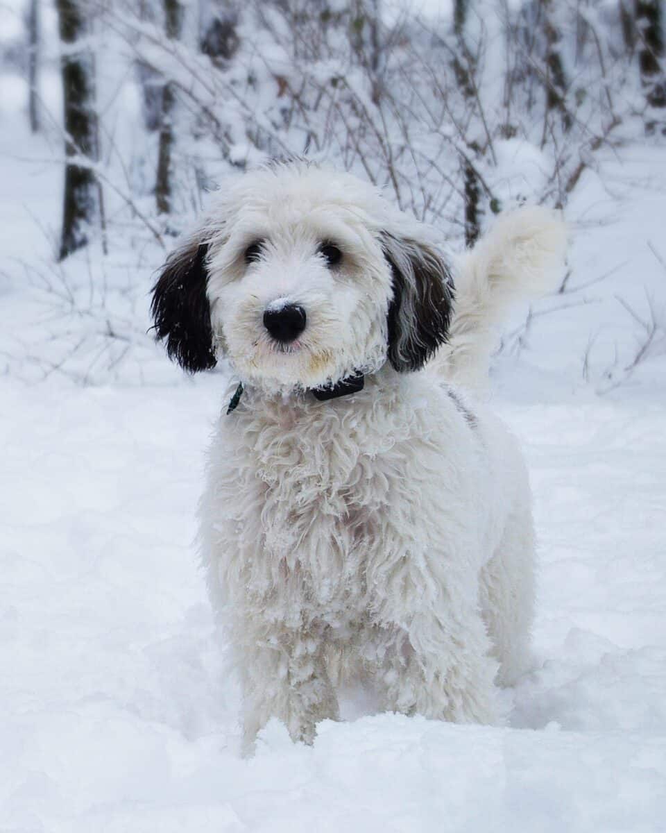White Sheepadoodle puppy for sale and adoption