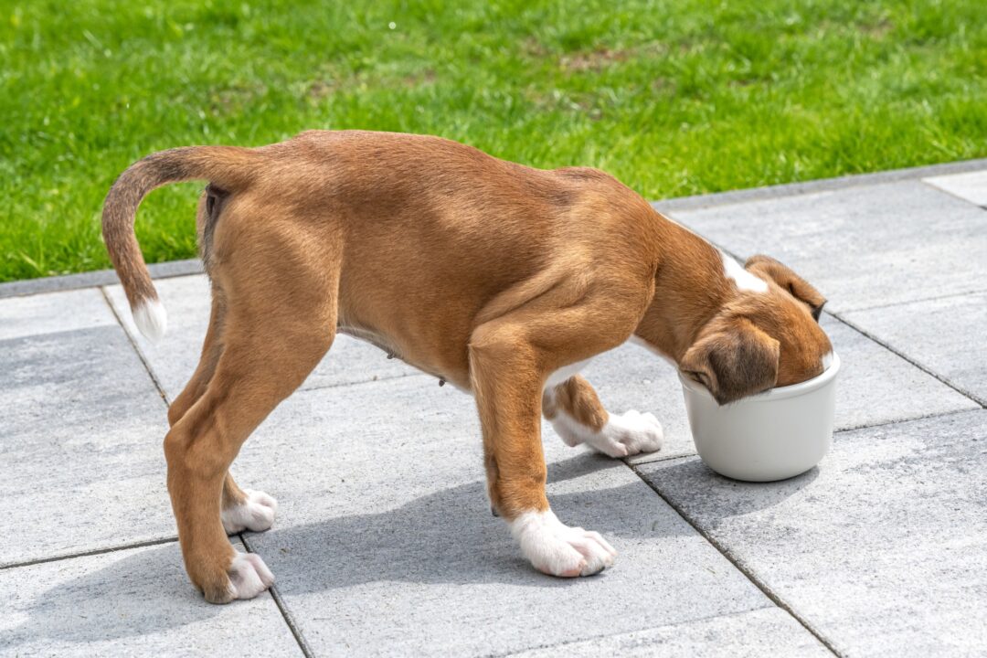 How Much to Feed a Boxer Dog (Puppy & Adult Feeding Chart)