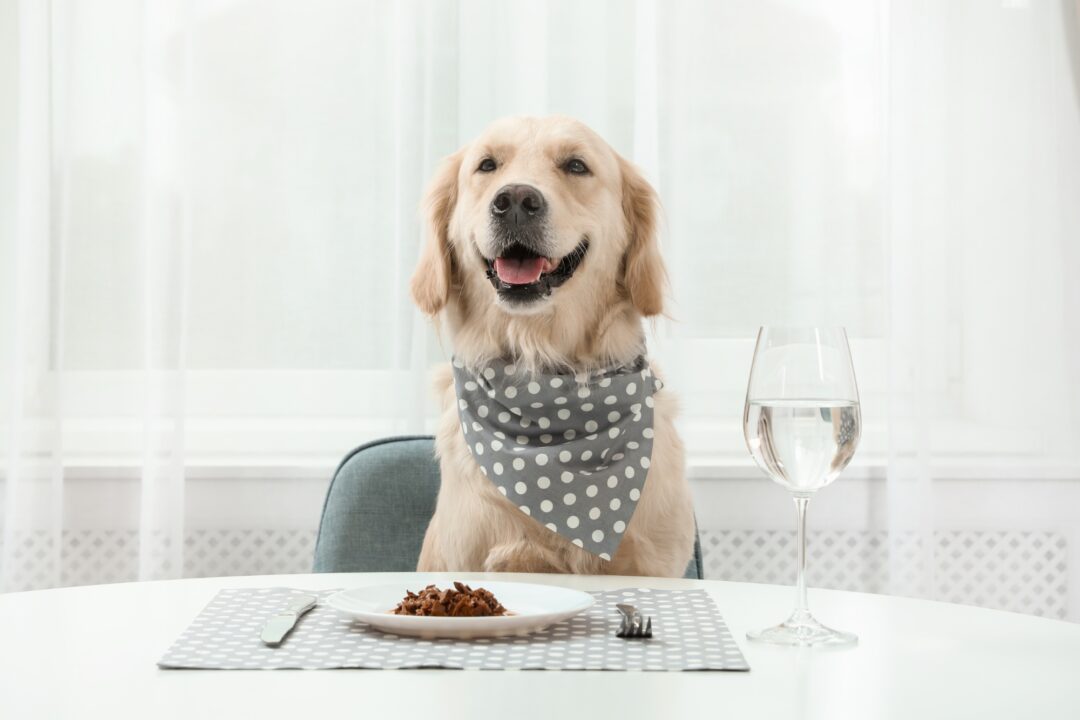 How Much to Feed a Labrador (Puppy & Adult Feeding Chart)