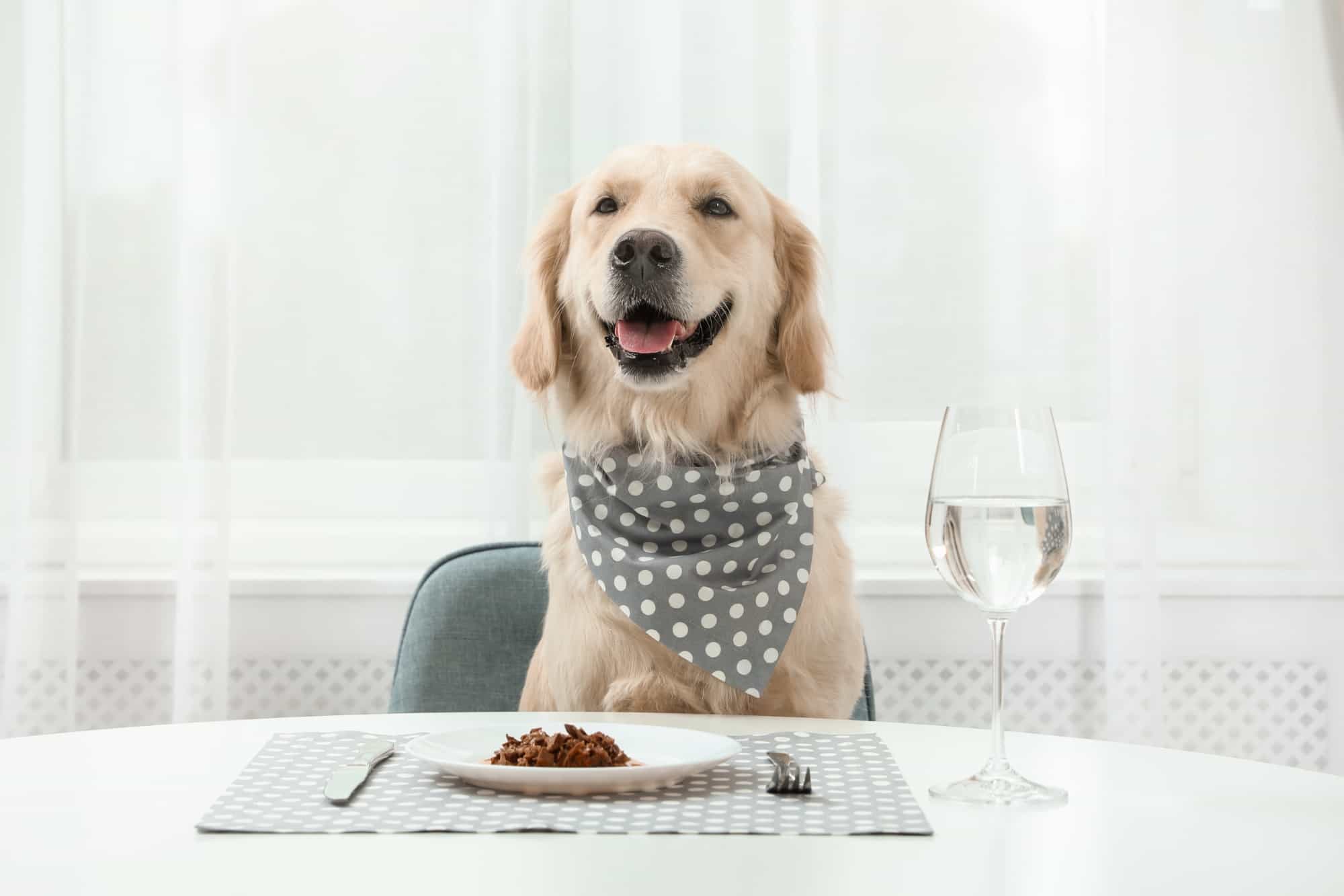 How Much to Feed a Labrador (Puppy & Adult Feeding Chart)