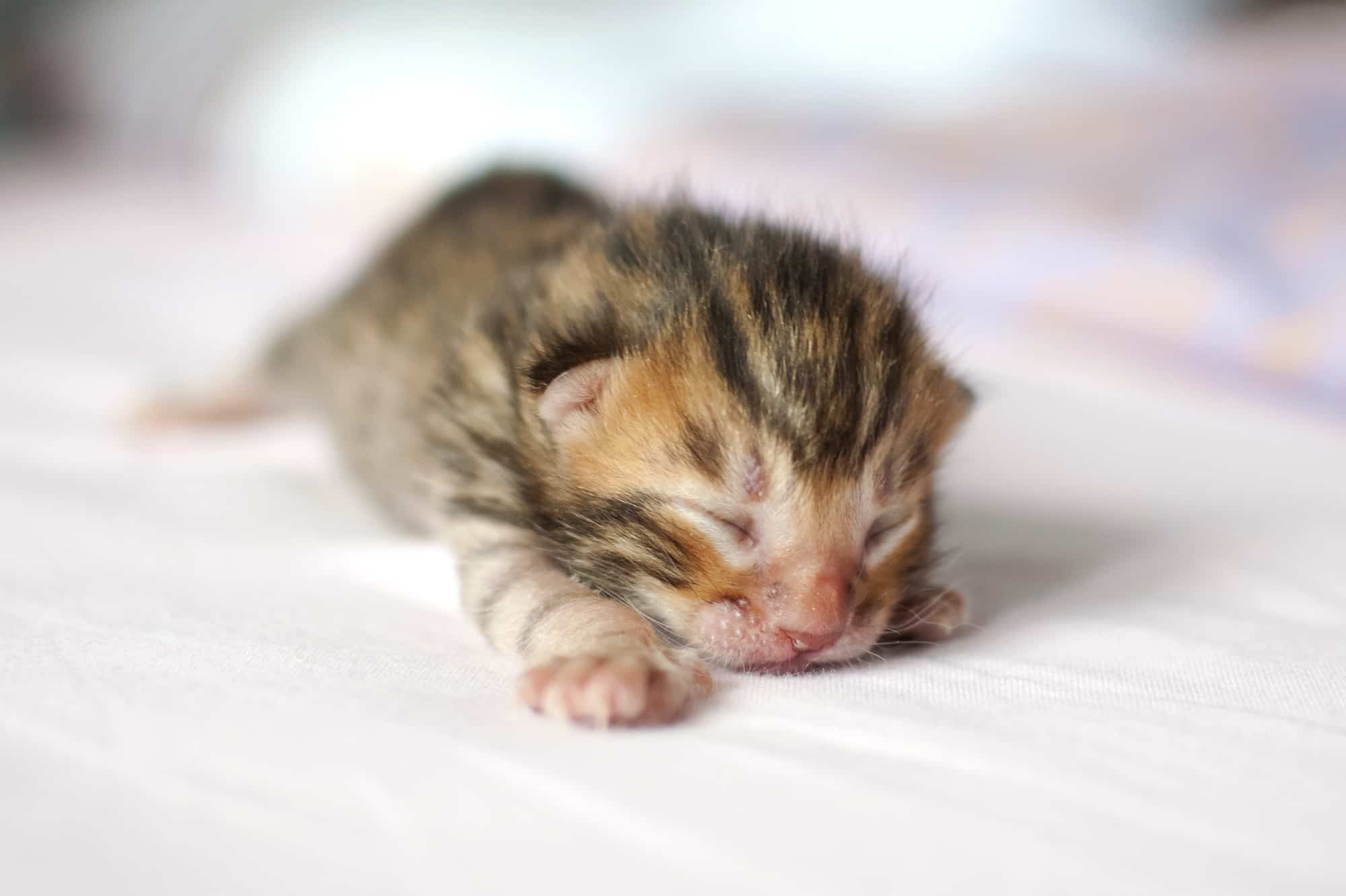 How Much Does a Toyger Cat Cost? (2024 Price Guide)