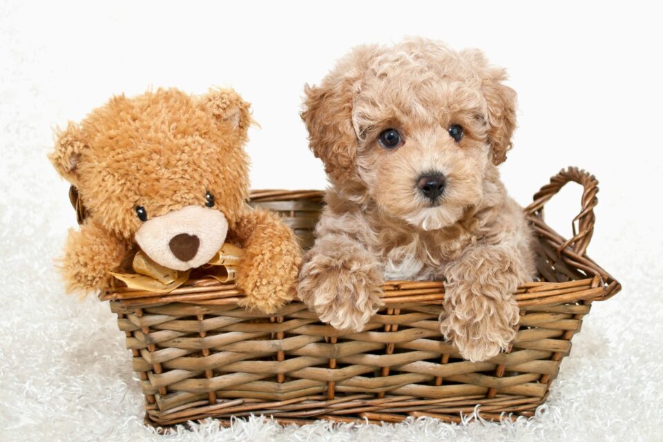 How Much Does a Poodle Cost? (2024 Price Guide)