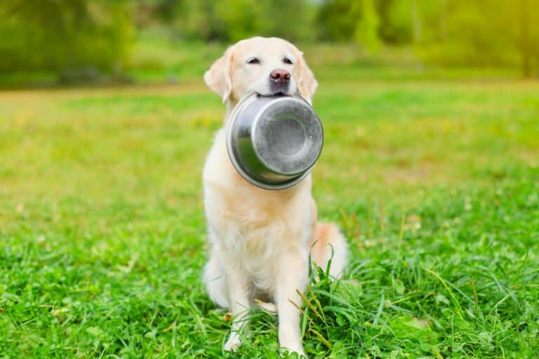 How Much to Feed a Golden Retriever (Feeding Chart & Guide)