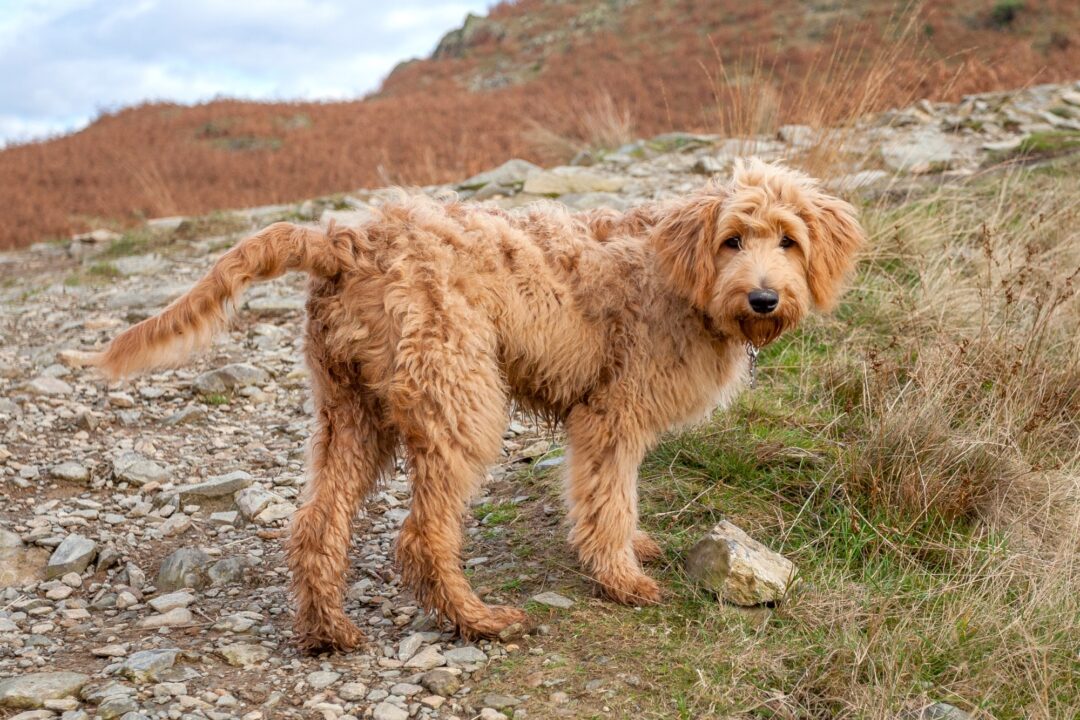 How Much to Feed a Goldendoodle (Feeding Chart & Guide)