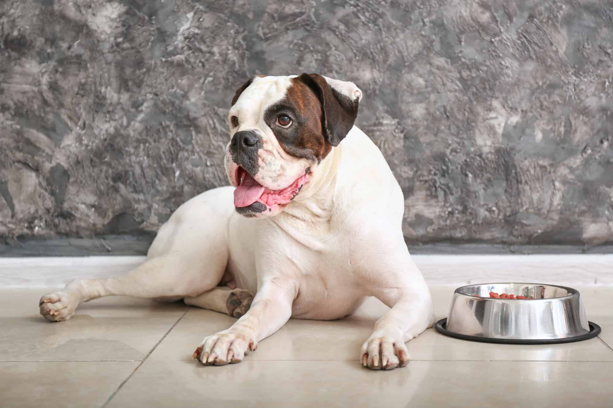 How Much To Feed A Boxer Dog Puppy Adult Feeding Chart 