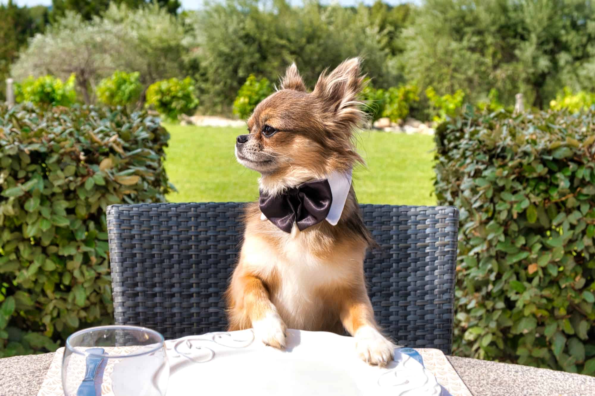 How Much to Feed a Chihuahua (Puppy & Adult Feeding Chart)