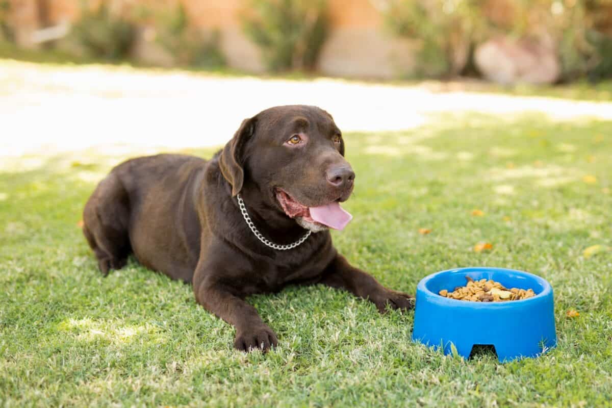 Chocolate Labrador feeling hungry sitting with dog food bowl in park