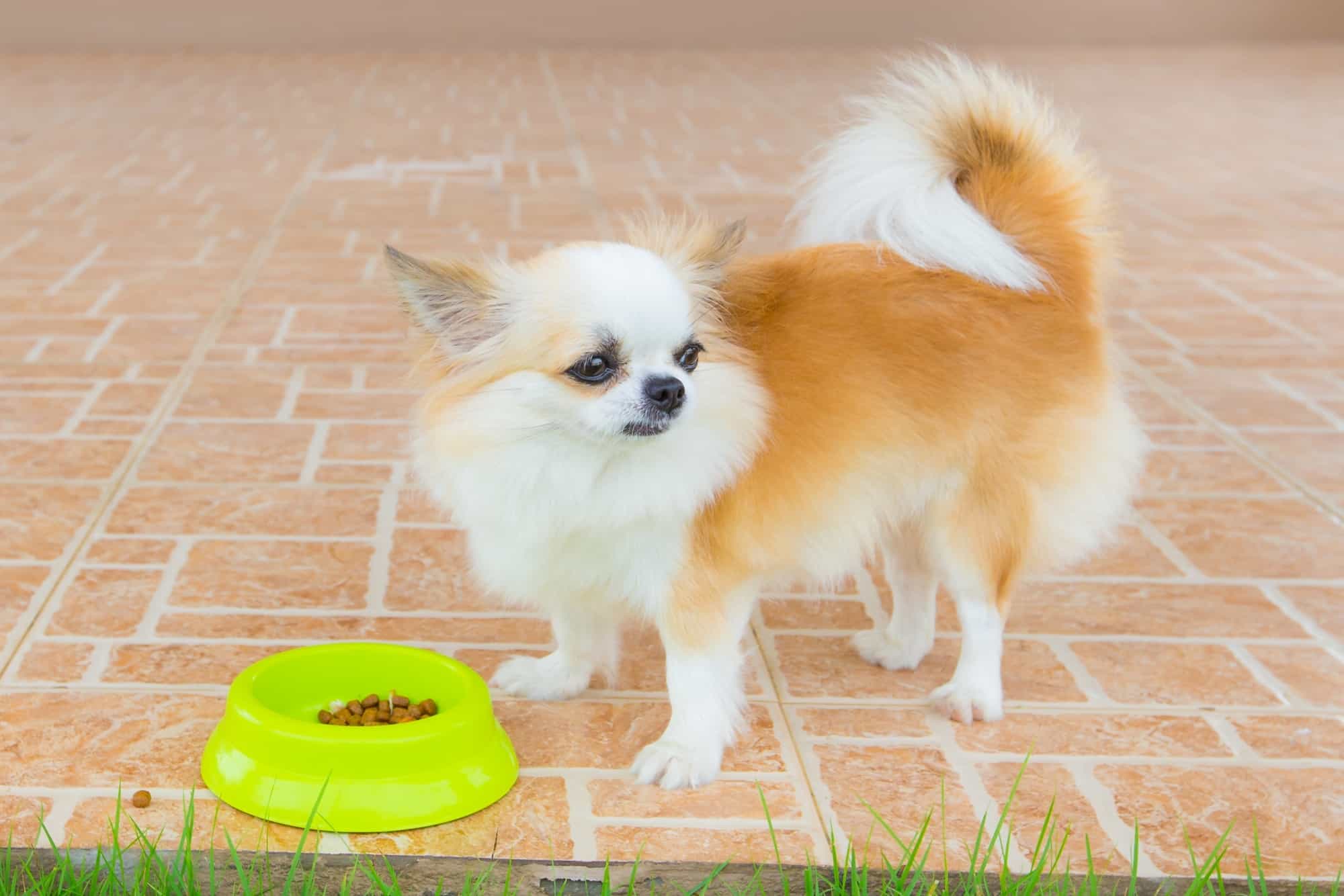 How Much to Feed a Chihuahua (Puppy & Adult Feeding Chart)