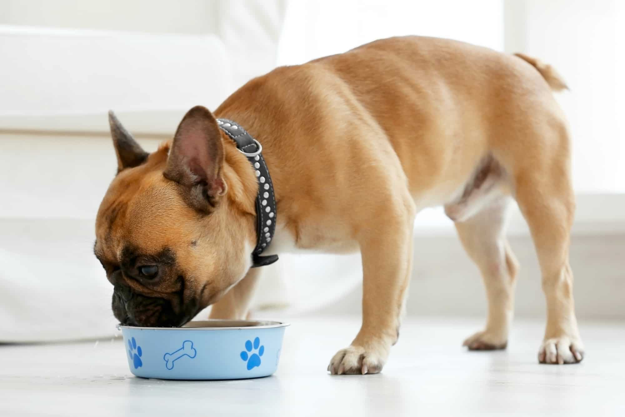 How Much to Feed a French Bulldog (Feeding Chart & Guide)