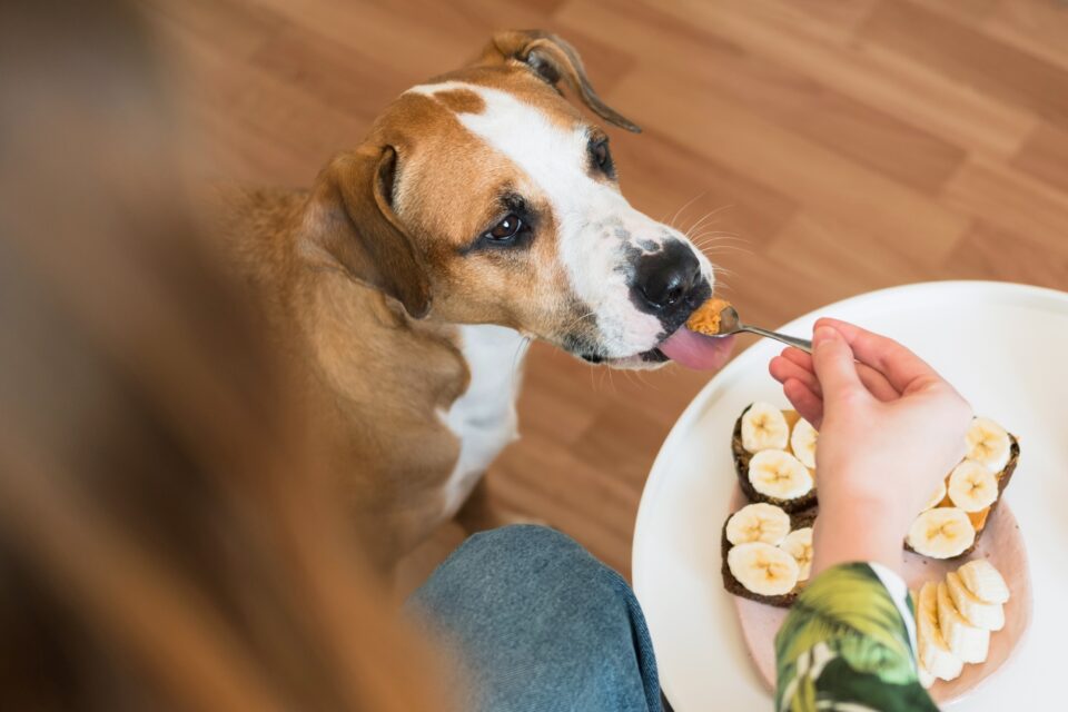 How Much to Feed a Pitbull (Puppy & Adult Feeding Chart)