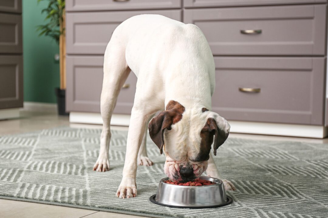How Much to Feed a Boxer Dog (Puppy & Adult Feeding Chart)