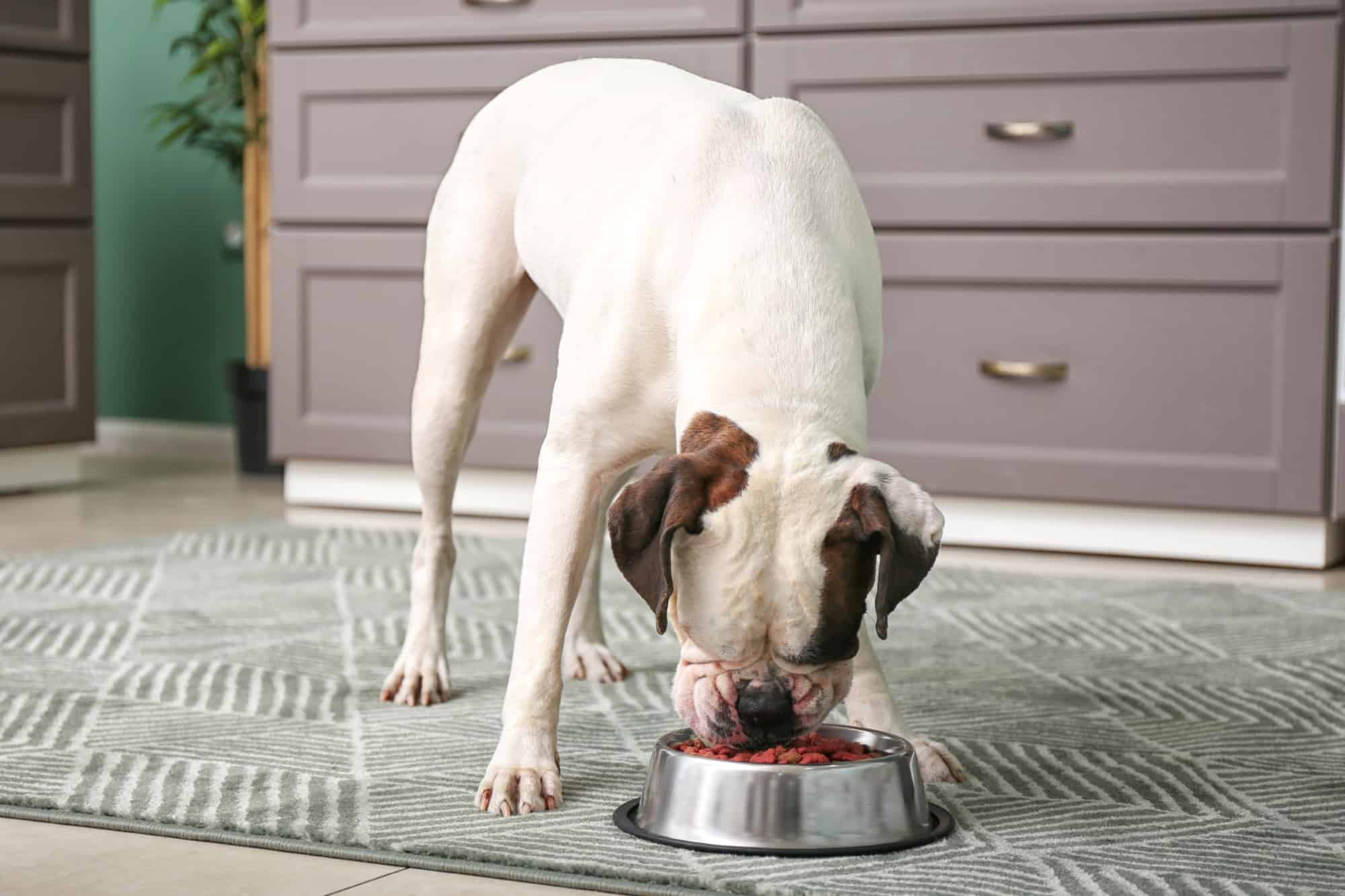 How Much to Feed a Boxer Dog (Puppy & Adult Feeding Chart)