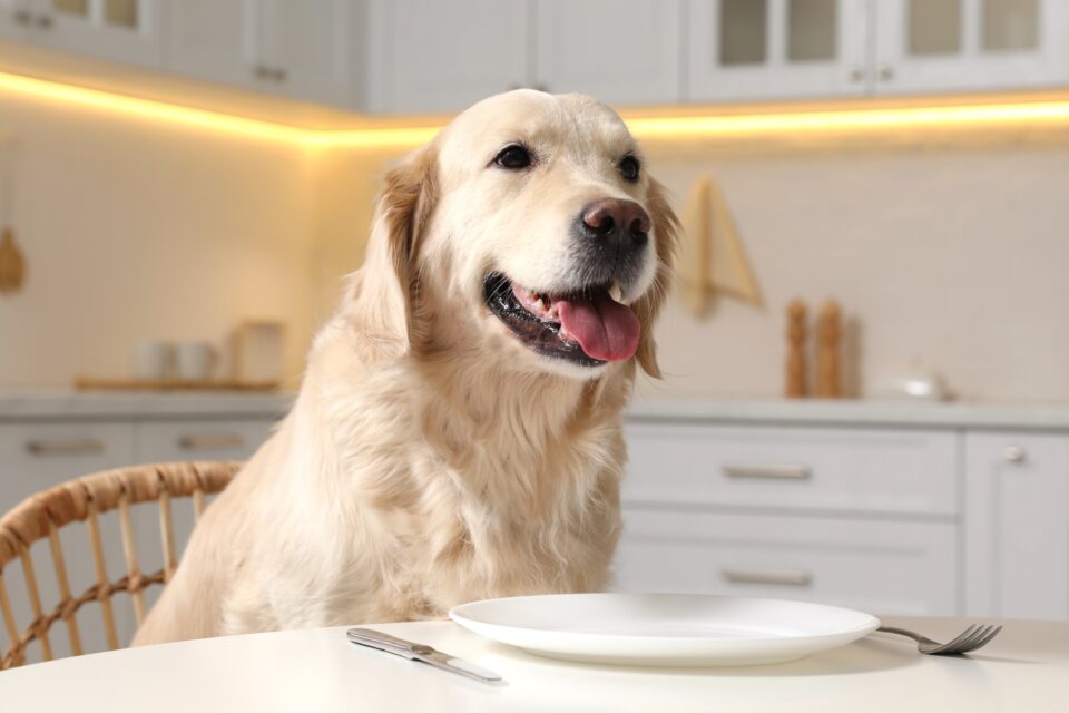 How Much to Feed a Golden Retriever (Feeding Chart & Guide)
