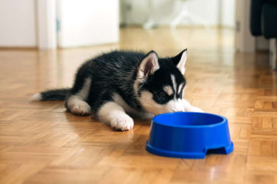 How Much to Feed a Husky (Puppy & Adult Feeding Chart)