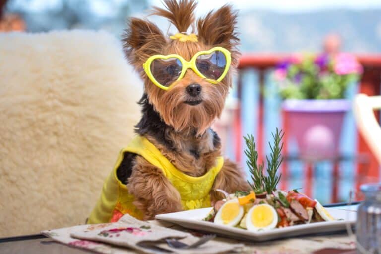 How Much to Feed a Yorkie (Puppy & Adult Feeding Chart)