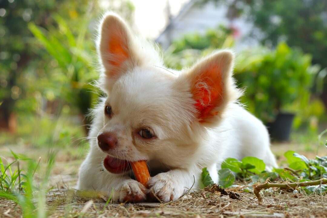 How Much to Feed a Chihuahua (Puppy & Adult Feeding Chart)
