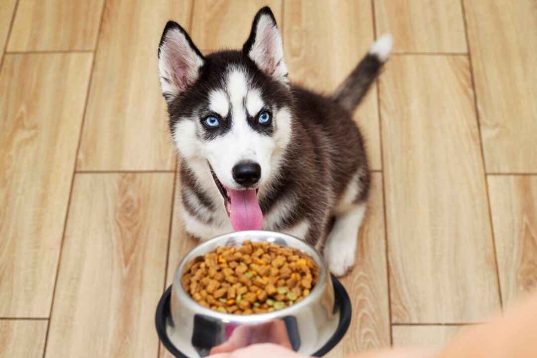 How Much to Feed a Husky (Puppy & Adult Feeding Chart)