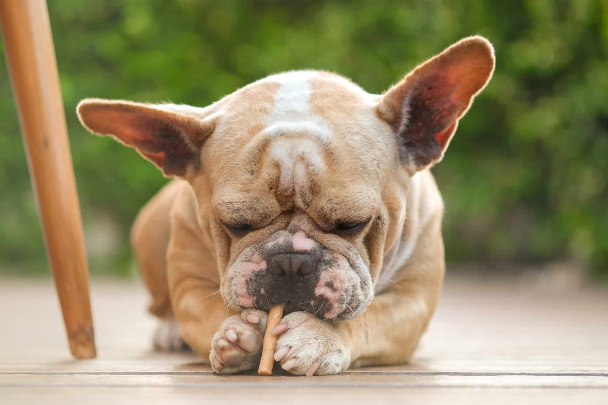 How Much to Feed a French Bulldog (Feeding Chart & Guide)