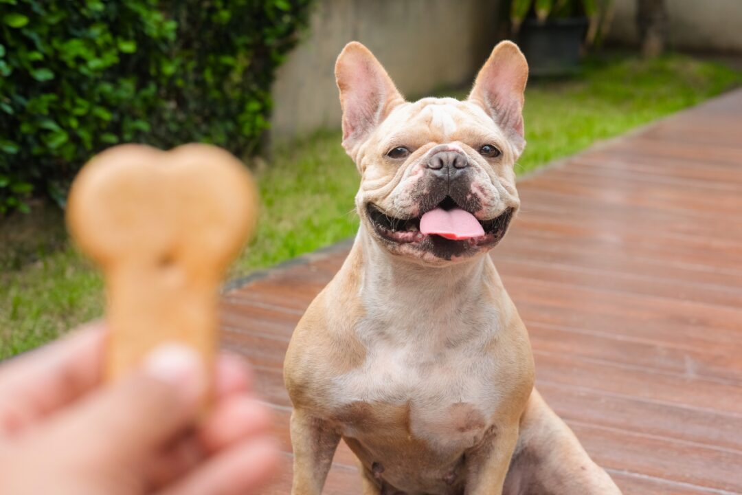 How Much to Feed a French Bulldog (Feeding Chart & Guide)