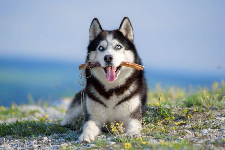 How Much to Feed a Husky (Puppy & Adult Feeding Chart)