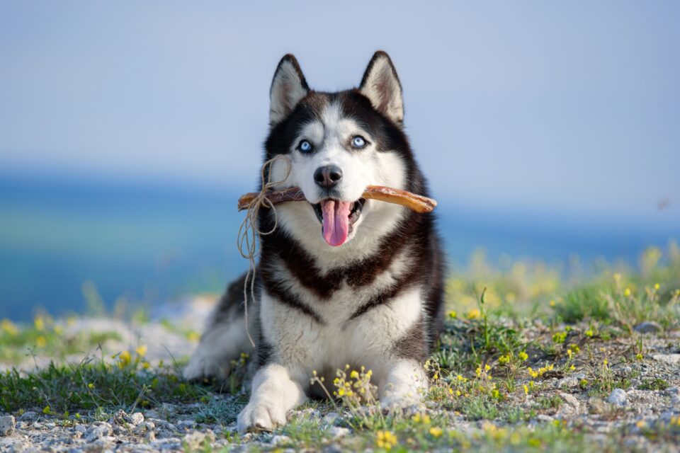 How Much to Feed a Husky (Puppy & Adult Feeding Chart)