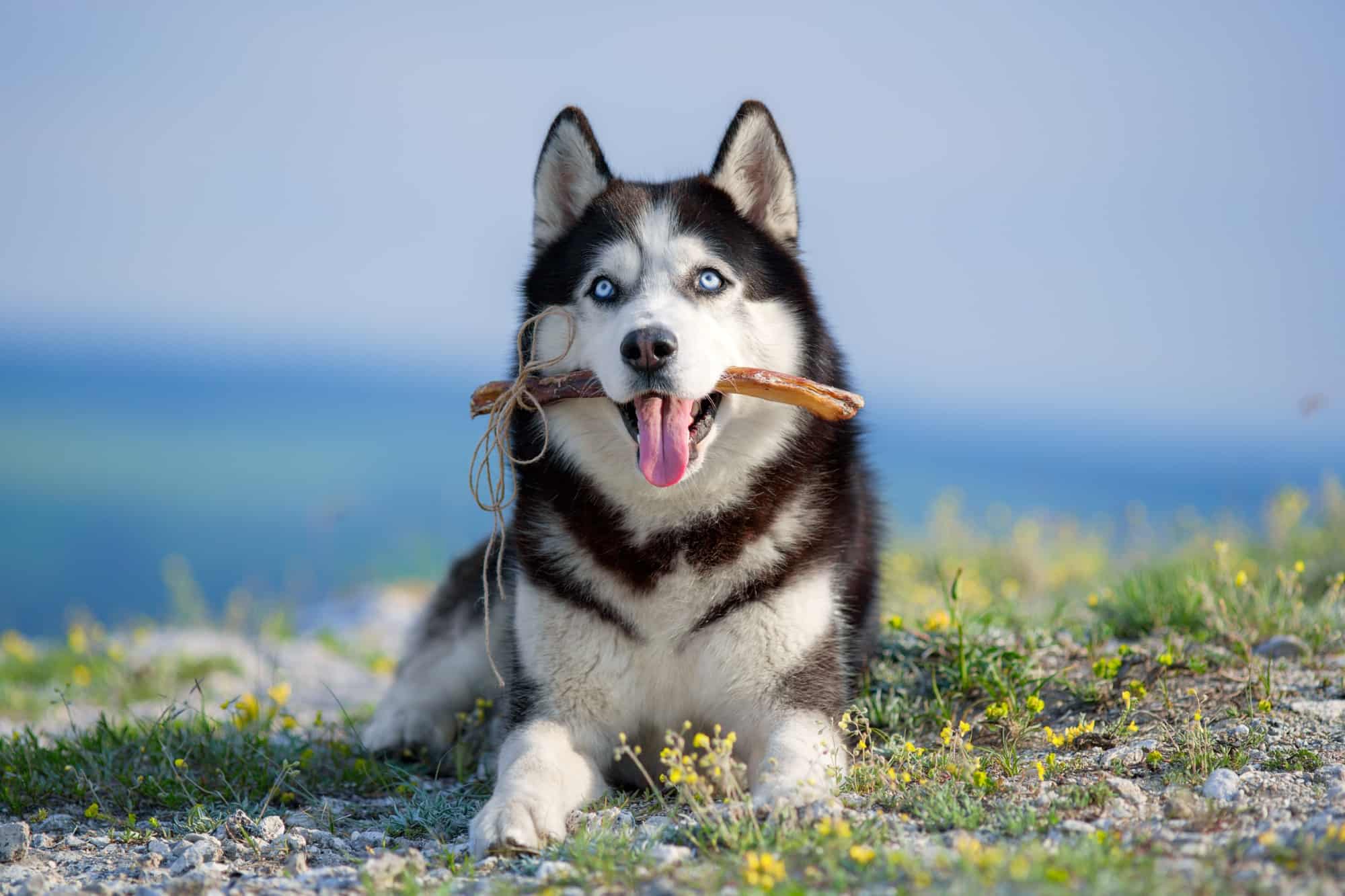 How Much to Feed a Husky (Puppy & Adult Feeding Chart)