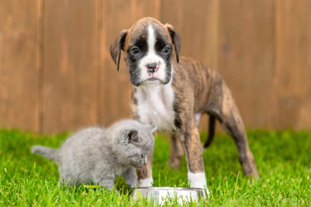 How Much to Feed a Boxer Dog (Puppy & Adult Feeding Chart)