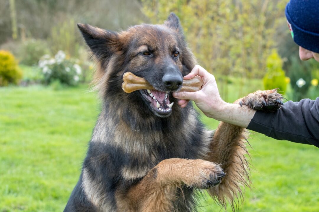 How Much to Feed a German Shepherd (Feeding Chart & Guide)