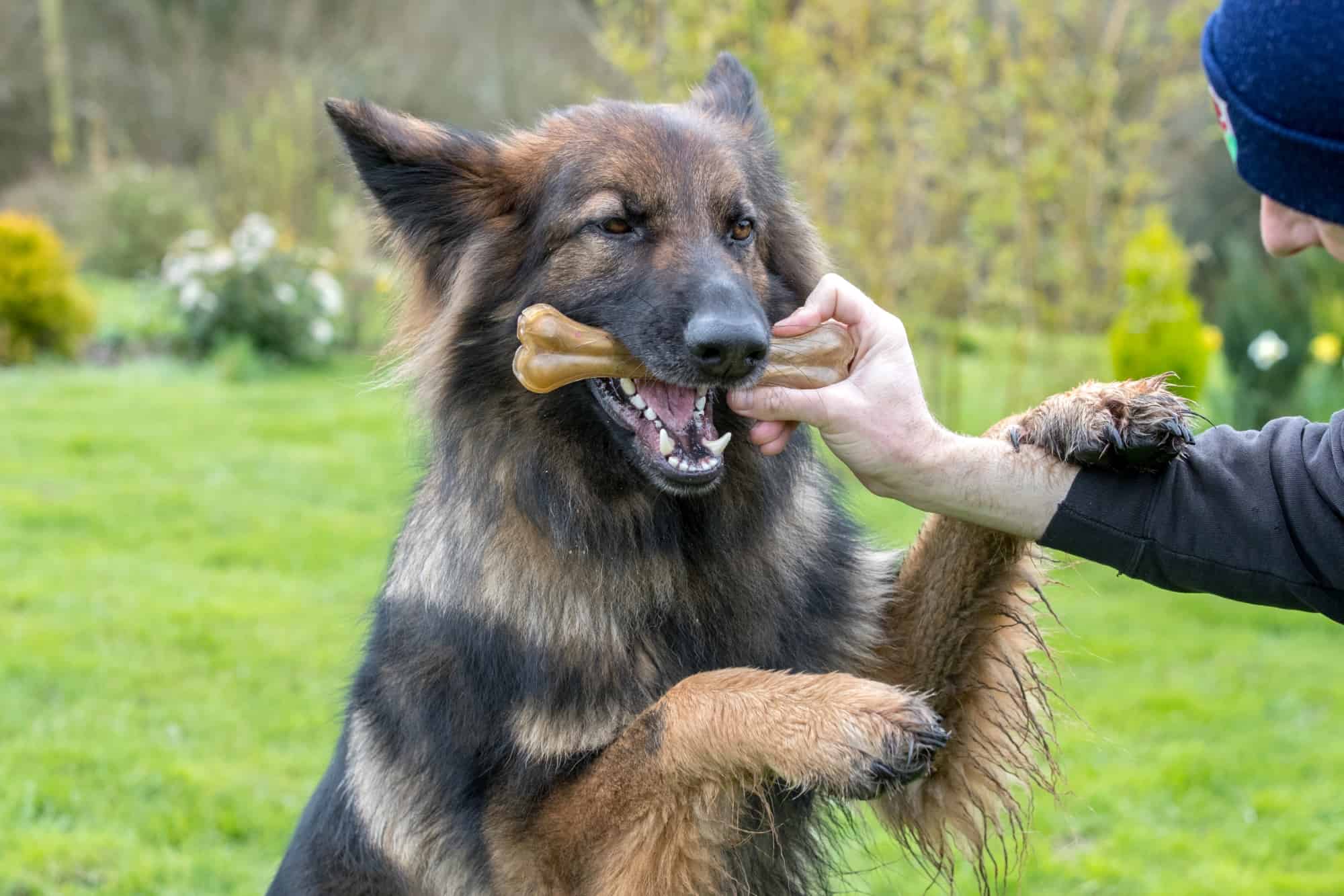 How Much to Feed a German Shepherd (Feeding Chart & Guide)