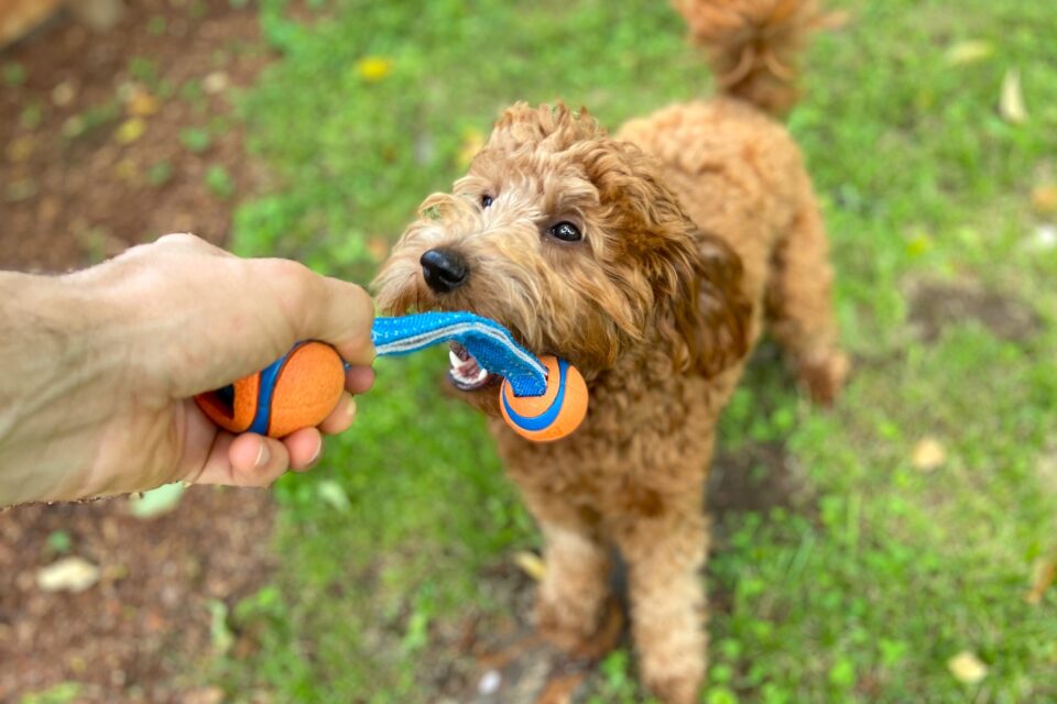 How Much to Feed a Goldendoodle (Feeding Chart & Guide)