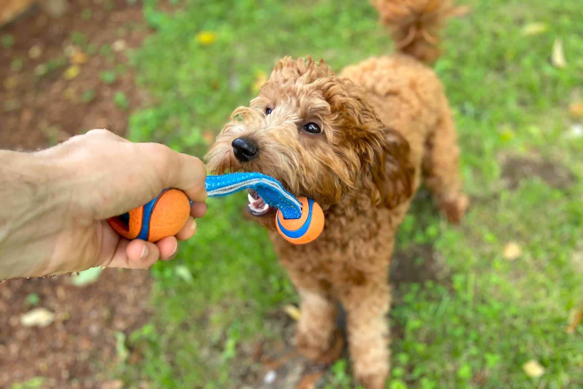 How Much to Feed a Goldendoodle (Feeding Chart & Guide)