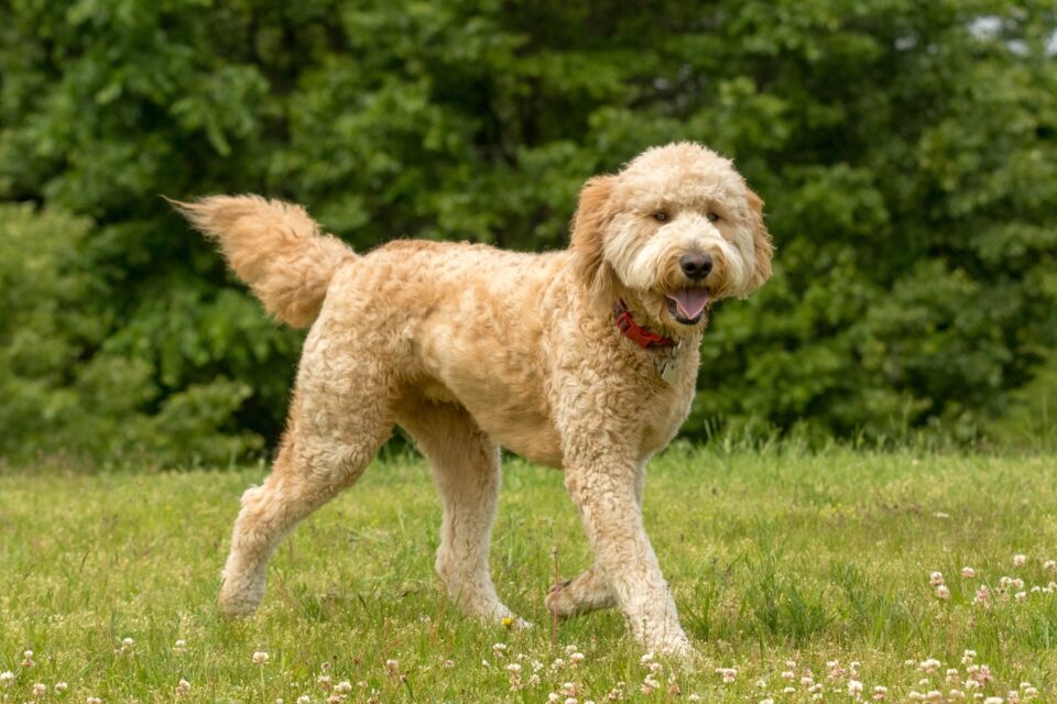 How Much to Feed a Goldendoodle (Feeding Chart & Guide)