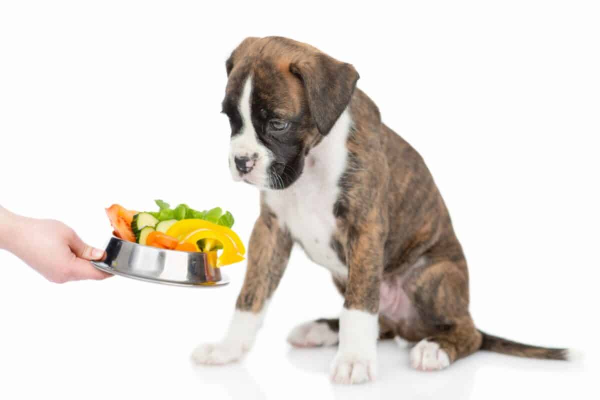 How Much To Feed A Boxer Dog Puppy Adult Feeding Chart 