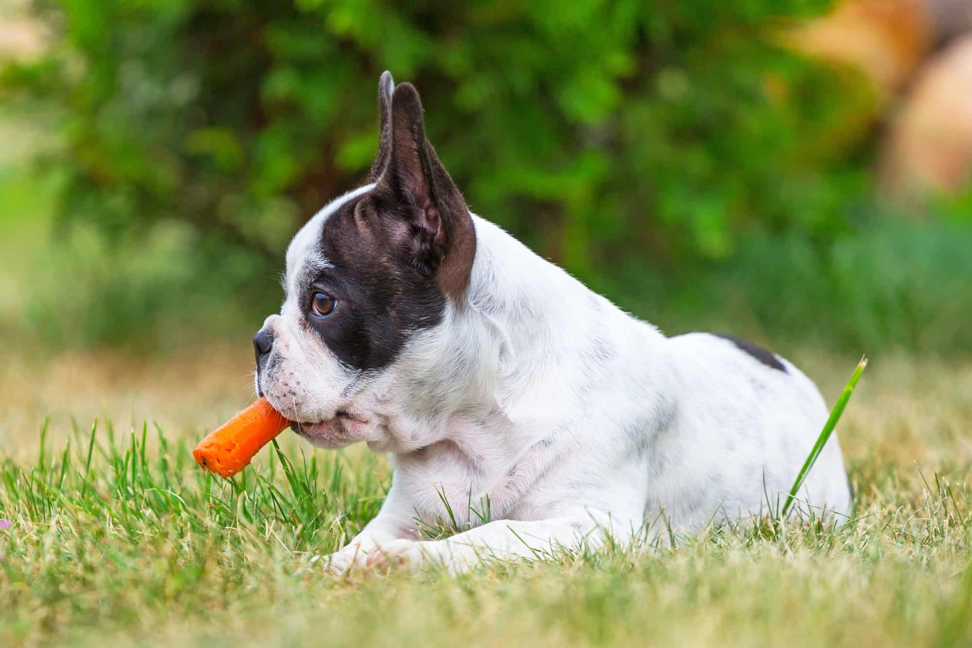 How Much Food Should A French Bulldog Puppy Eat Outlet Sale Save 59 