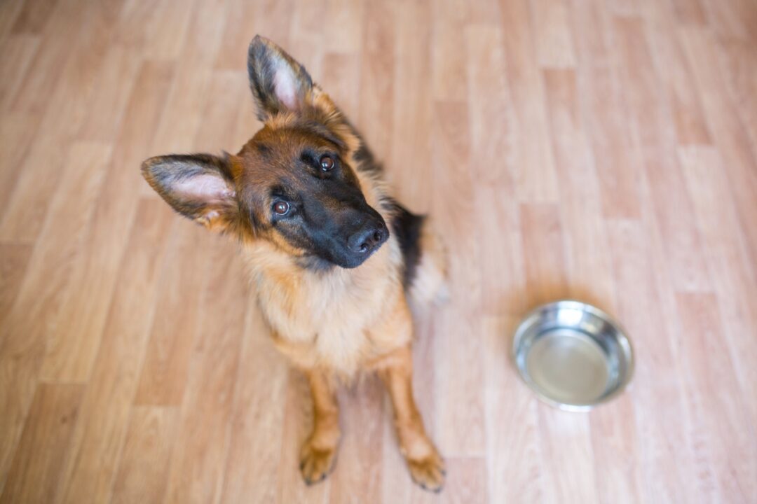 How Much to Feed a German Shepherd (Feeding Chart & Guide)
