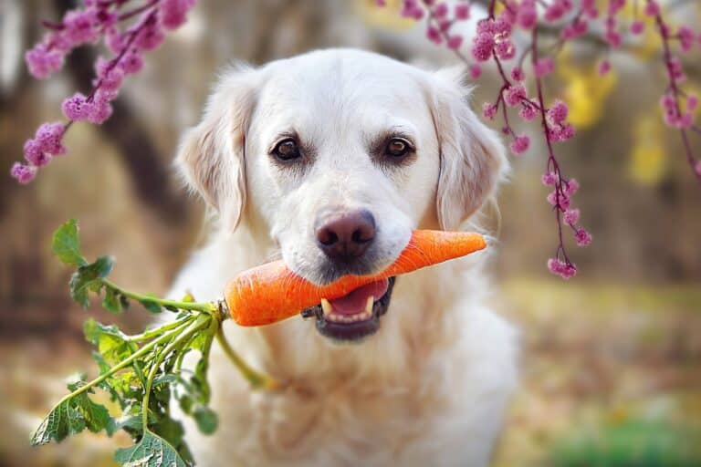 How Much to Feed a Labrador (Puppy & Adult Feeding Chart)