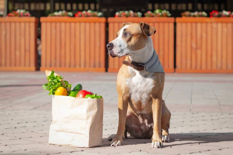 How Much to Feed a Pitbull (Puppy & Adult Feeding Chart)